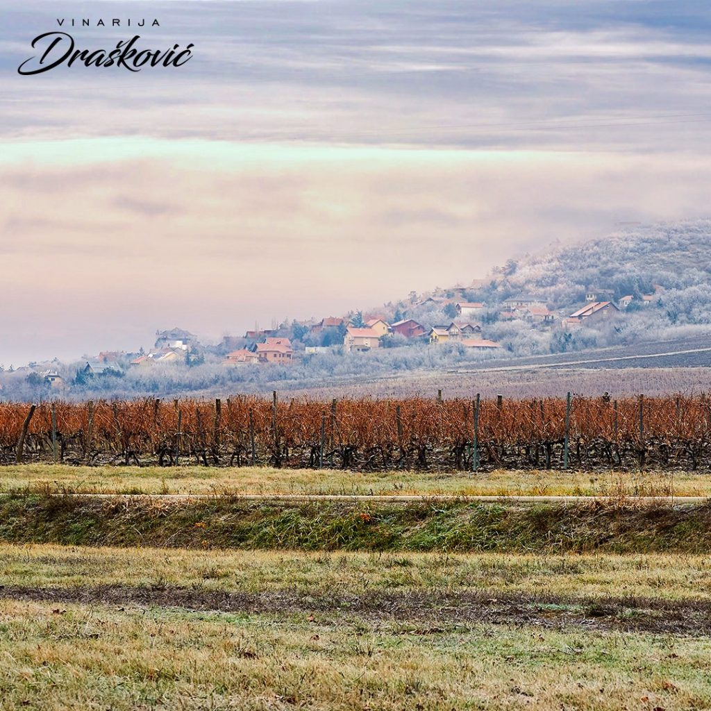 Draskovic vinarija 6 1024x1024