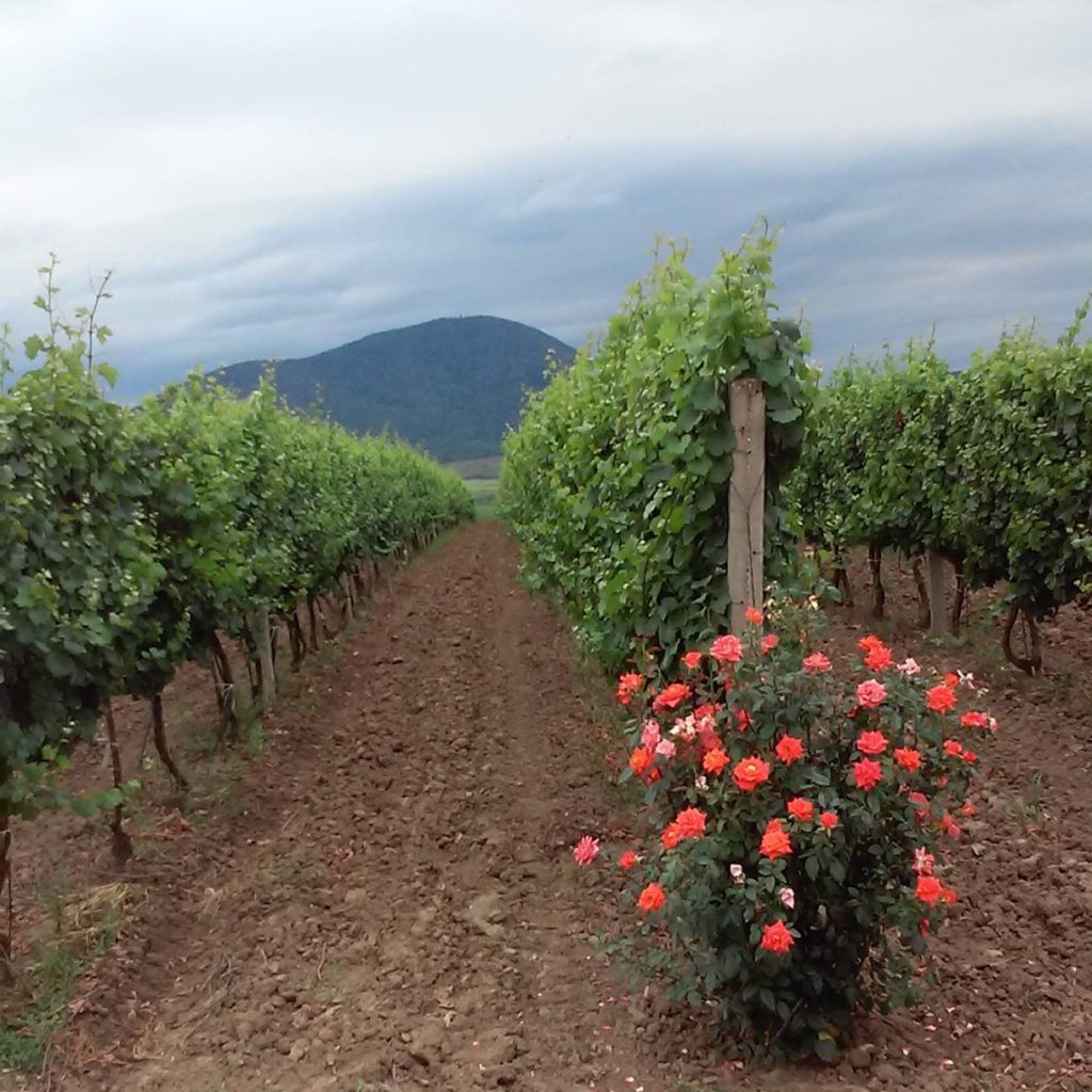 Nedin vinarija 2 1024x1024