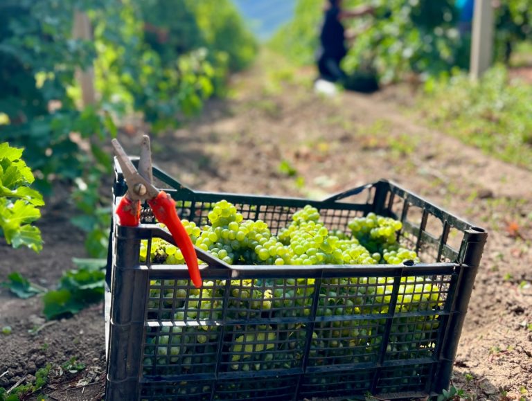 Rnjak vinarija 1 768x579