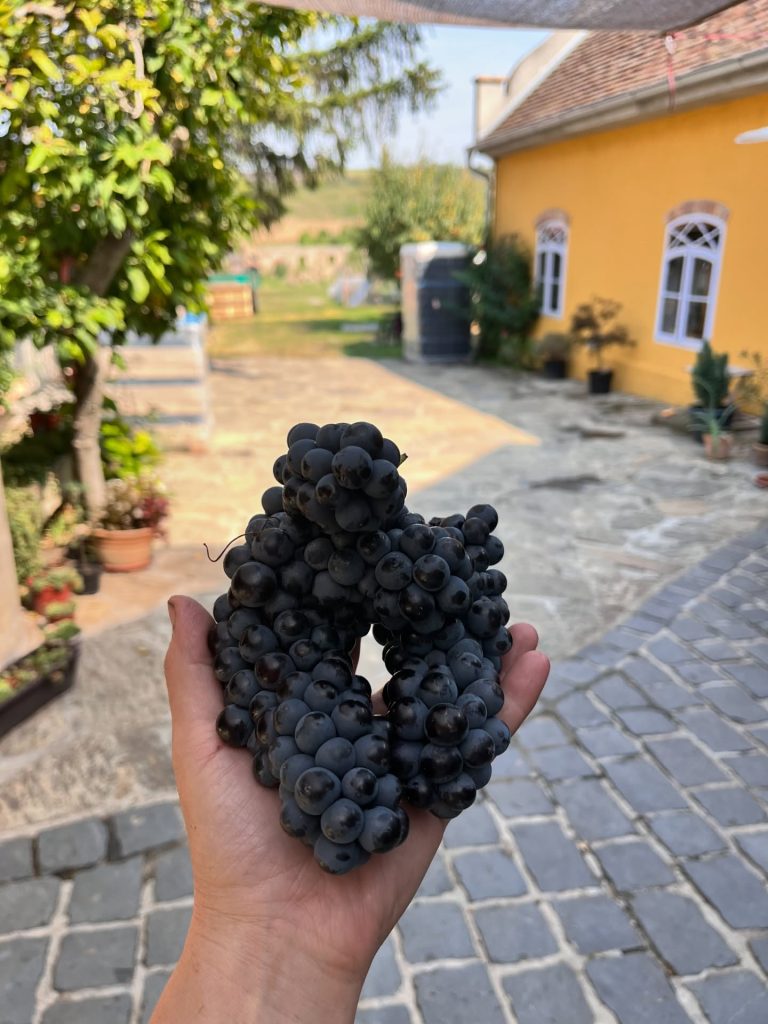 Rnjak vinarija 2 768x1024