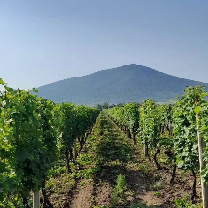 Rnjak vinarija 7