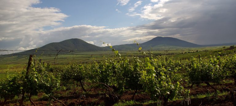 SelectA vinarija 6 768x348
