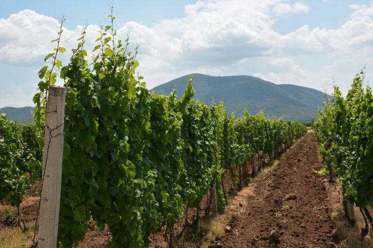 Socanski vinarija 2 768x512