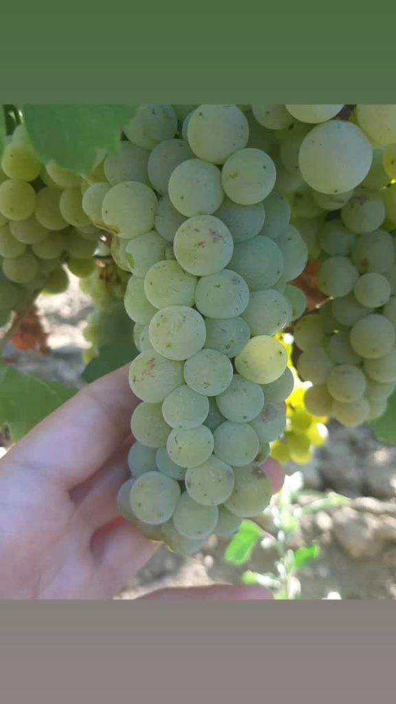 Soul Wine vinarija 3 577x1024